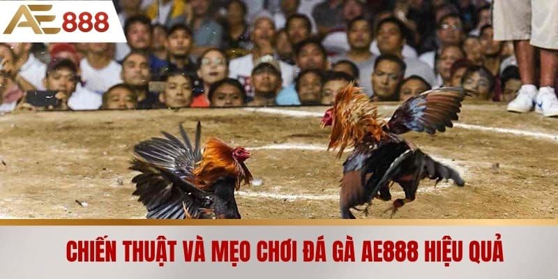 Chiến thuật và mẹo chơi Đá gà AE888 hiệu quả