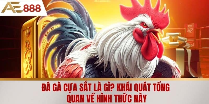 Đá gà cựa sắt là gì? Khái quát tổng quan về hình thức này