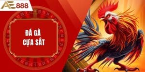 Đá gà cựa sắt - Huyền thoại thể thao truyền thống Việt Nam