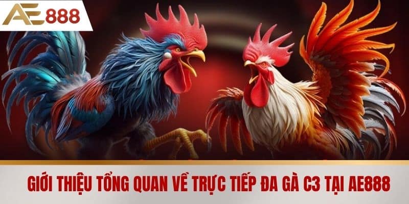Giới thiệu tổng quan về trực tiếp đá gà C3 tại AE888